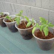 how-light-affects-germination-and-growth-science-fair-project-4th-grade
